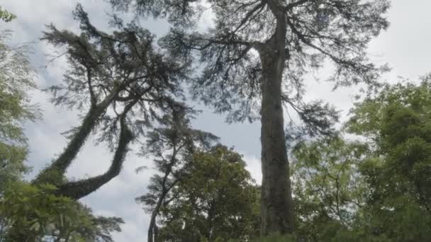 Uppåtriktad Över Trädtopparna Tät Sommarskog Med Solstrålar Som Bryter Igenom — Stockvideo