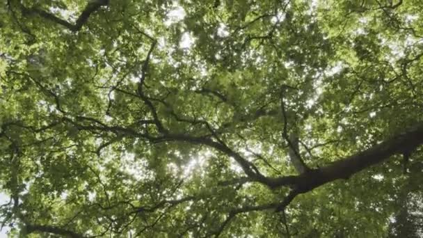 Ανάποδη Άποψη Των Κορυφών Των Δέντρων Ένα Πυκνό Καλοκαιρινό Δάσος — Αρχείο Βίντεο