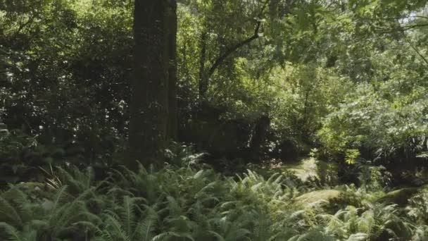 Spowolniona Kamera Wewnątrz Gęstego Lasu Tropikalnego Sintra Park Portugalia Efekt — Wideo stockowe