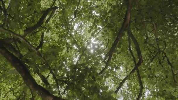 Vue Vers Haut Cime Des Arbres Dans Une Forêt Dense — Video