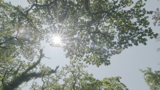Vista Hacia Arriba Las Copas Los Árboles Denso Bosque Verano — Vídeos de Stock