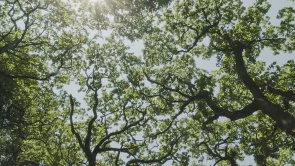 Pohled Nahoru Vrcholky Stromů Hustém Letním Lese Slunečními Paprsky Prolamujícími — Stock video