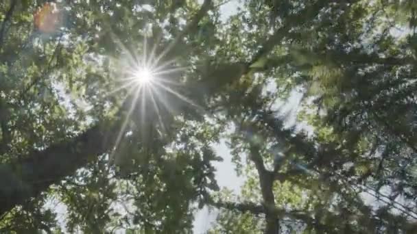 Pohled Nahoru Vrcholky Stromů Hustém Letním Lese Slunečními Paprsky Prolamujícími — Stock video