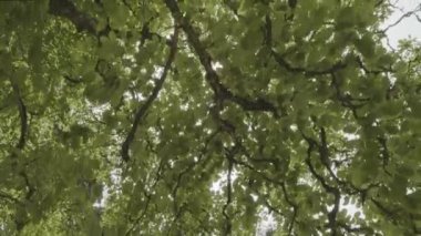 Yoğun bir yaz ormanında, yaprakların arasından süzülen güneş ışınlarıyla birlikte ağaç tepelerinin yukarıdaki görüntüsü. Yavaş çekim ileri kamera, herhangi bir projeniz için harika bir arkaplan.