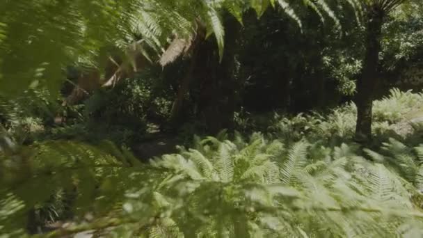 Slow Motion Kamera Inne Tropisk Tät Skog Sintra Park Portugal — Stockvideo