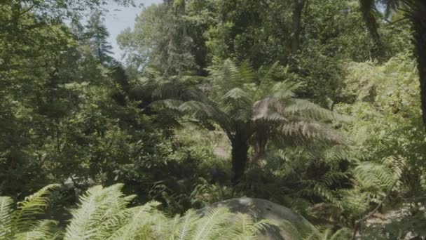 Slow Motion Kamera Inne Tropisk Tät Skog Sintra Park Portugal — Stockvideo