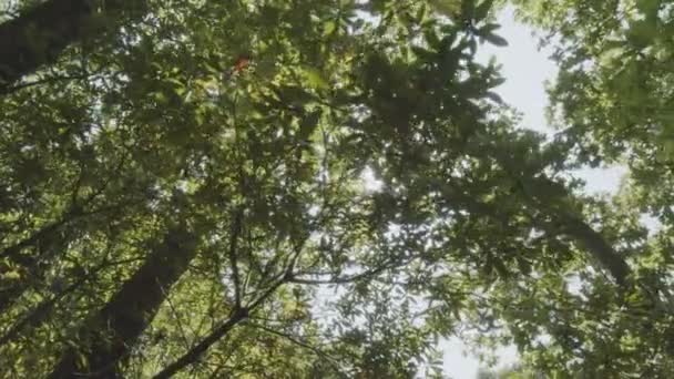 Yoğun Bir Yaz Ormanında Yaprakların Arasından Süzülen Güneş Işınlarıyla Birlikte — Stok video