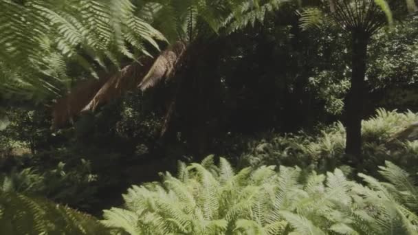 Камера Медленного Движения Внутри Тропического Густого Леса Синтра Парк Португалия — стоковое видео