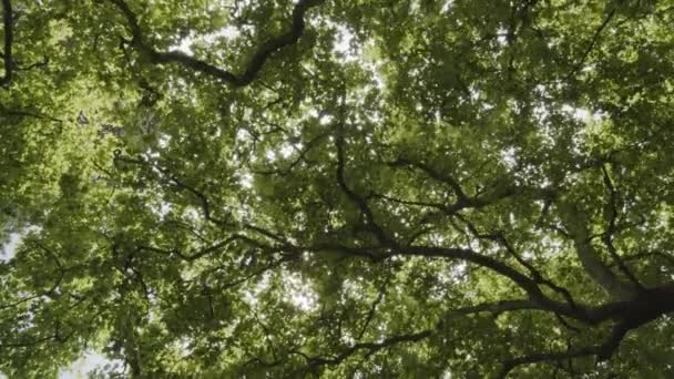 Вид Зверху Дерева Густому Літньому Лісі Сонячними Променями Пробиваються Крізь — стокове відео