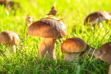 Güneşli ormanda taze yeşil çimenler arasında Porcini mantarları. Yakın plan..