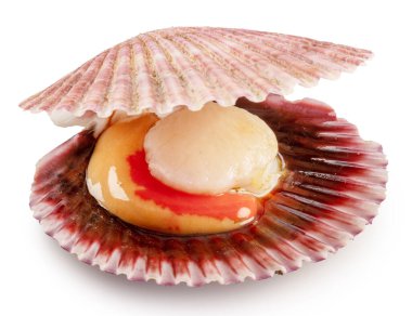 Fresh live opened scallop with scallop roe or coral close up. File contains clipping path.