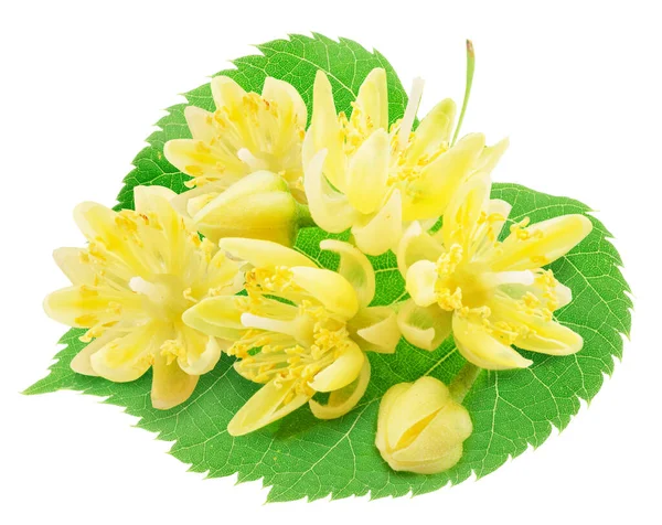 Linden Flowers Linden Leaf White Background File Contains Clipping Path — Stock Photo, Image