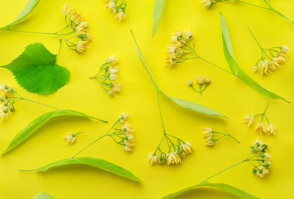 Collection Linden Flowers Linden Bracts Leaves Isolated Yellow Background — Stock Photo, Image