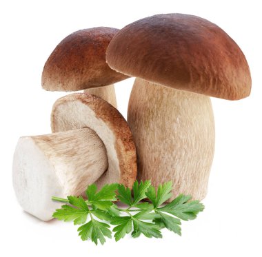 Porcini mantarları ve beyaz arka planda taze maydanoz yaprakları..