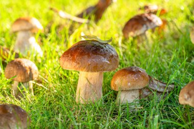 Güneşli ormanda taze yeşil çimenler arasında Porcini mantarları. Yakın plan..