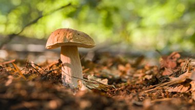 Ormandaki düşen yaprakların arasında Porcini mantarları. Yakın plan..
