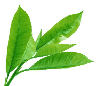 Beyaz arka planda izole edilmiş taze çay yaprakları. Yakın çekim..