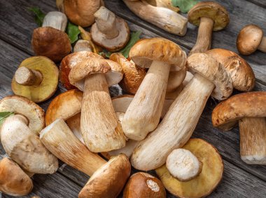 Tahta masada taze porcini mantarı hasadı. Mantar toplamanın şanslı sonucu.. 