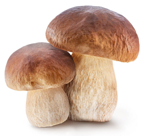 Porcini mushrooms on white background. File contains clipping path.