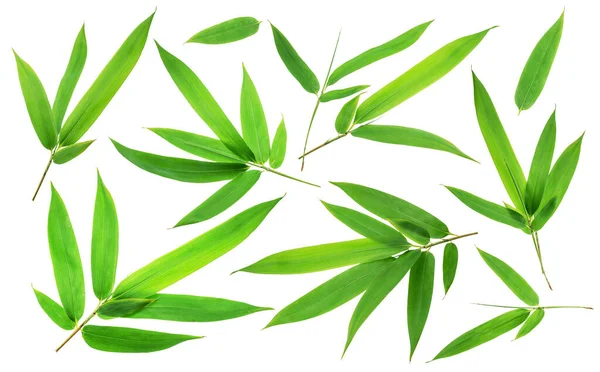 Collection Bamboo Leaves Bamboo Branches White Background File Contains Clipping — Stock Photo, Image