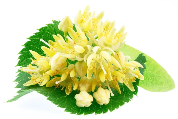 stock image Linden flowers or lime tree flowers isolated on white background.