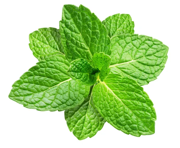 Green Fresh Top Peppermint White Background Top View File Contains — Stock Photo, Image