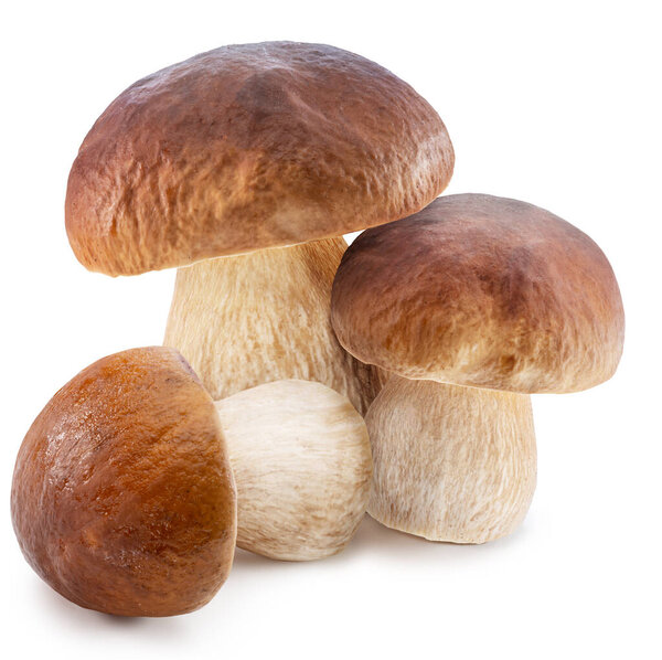 Porcini mushrooms on white background. File contains clipping path.