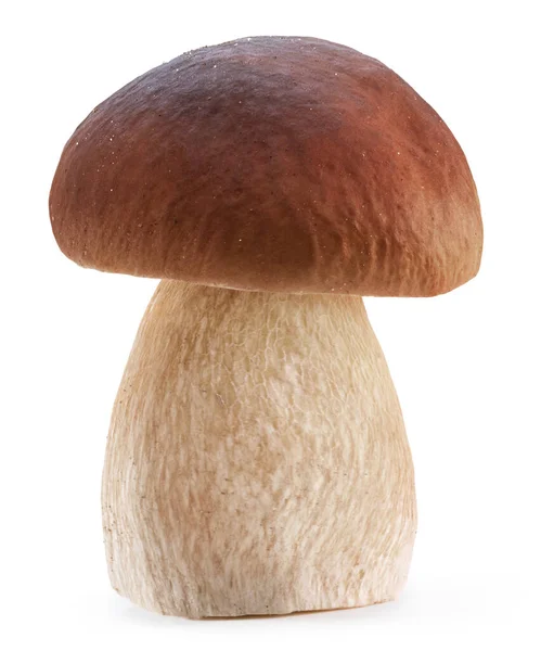 Porcini Mushroom White Background File Contains Clipping Path — Stock Photo, Image