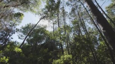 Tropikal yoğun ormanın içindeki yavaş çekim kamerası - Sintra Park, Portekiz. Varlık etkisi. Projeleriniz için harika bir geçmiş..