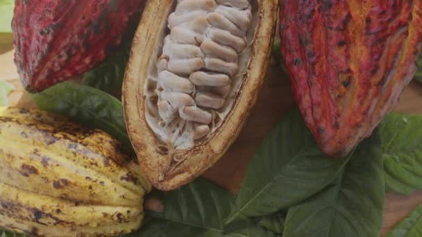 Fruta Fresca Del Cacao Con Frijoles Hojas Cacao Una Mesa — Vídeo de stock