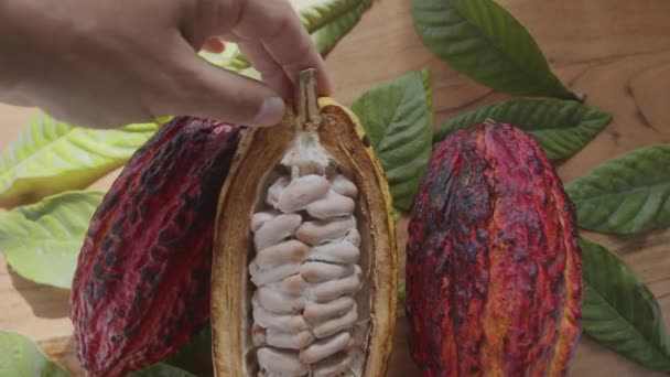 Frisk Kakaofrugt Med Bønner Kakaoblade Træbord Sollyset Langsom Bevægelse Kameraet – Stock-video