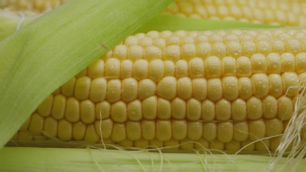 带有玉米胡须和叶子的成熟玉米头特写镜头 相机慢镜头 — 图库视频影像