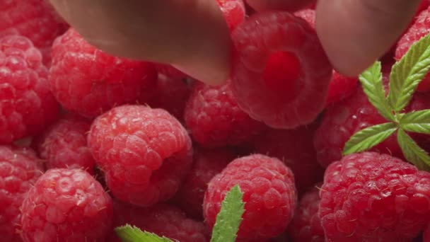 Μακρο Βίντεο Από Ώριμα Σμέουρα Φύλλα Βατόμουρο Όμορφο Φόντο Τροφίμων — Αρχείο Βίντεο