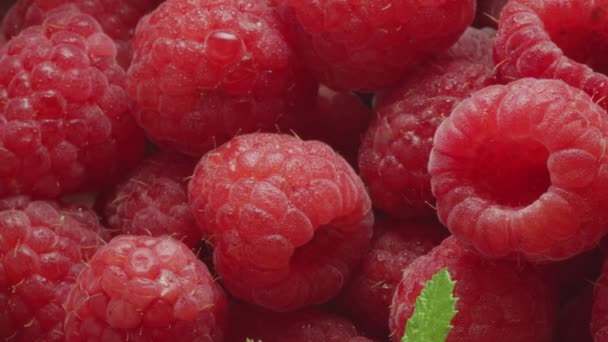 Macro Video Ripe Raspberries Raspberry Leaves Beautiful Food Background — Stock Video