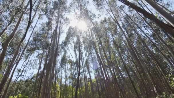 Повільна Камера Руху Всередині Тропічного Щільного Лісу Парк Сінтра Португалія — стокове відео