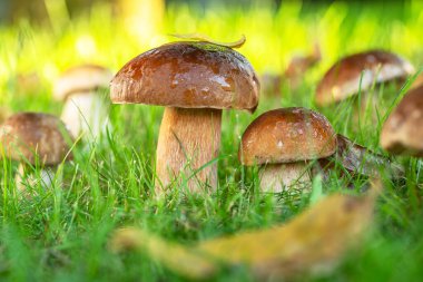 Güneşli ormanda taze yeşil çimenler arasında Porcini mantarları. Yakın plan..