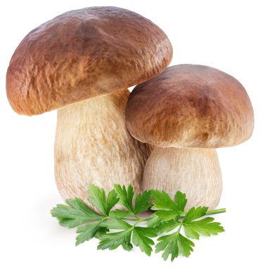 Porcini mantarları ve beyaz arka planda taze maydanoz yaprakları..