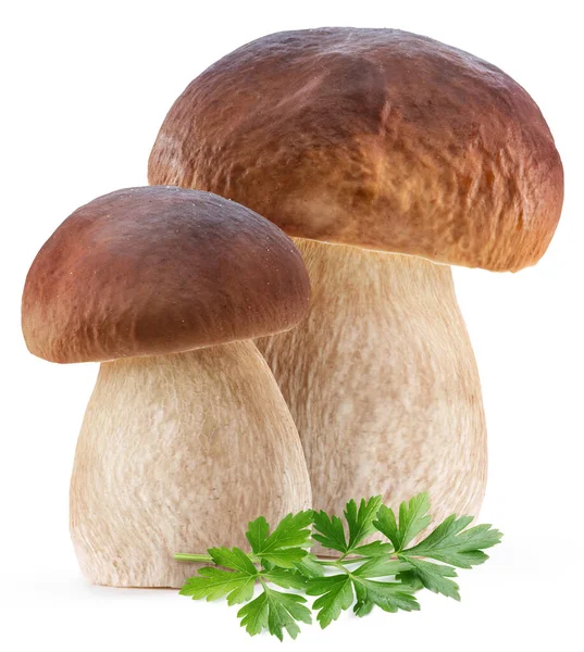 Cogumelos Porcini Folhas Salsa Fresca Fundo Branco — Fotografia de Stock