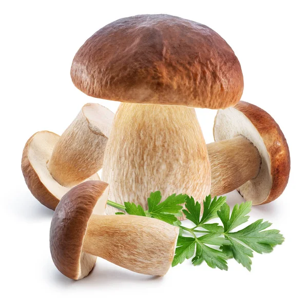 白色背景的香菇和新鲜的欧芹叶 — 图库照片