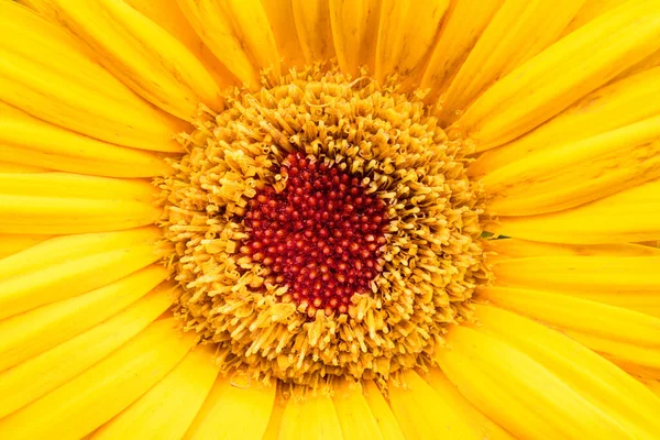 ゲルベラの黄色い花が近づきました フラワーバック — ストック写真