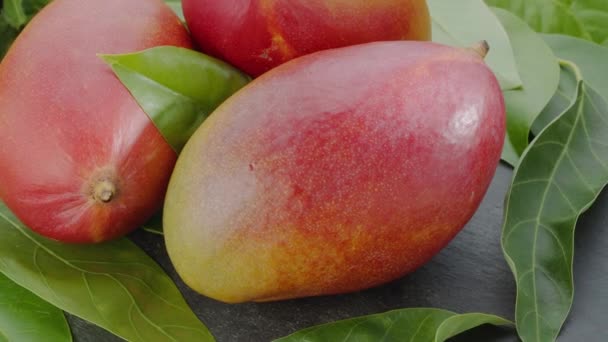 Rijp Mango Vruchten Met Mango Bladeren Langzaam Bewegen Het Frame — Stockvideo