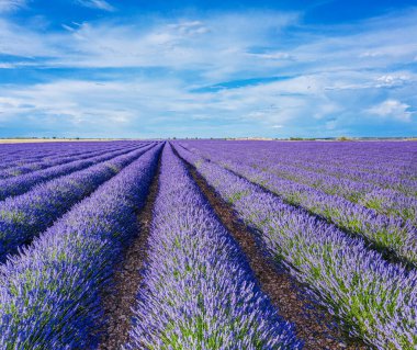 Çiçek açan lavanta tarlası. Arka planda lavanta çalıları ve güzel gökyüzü manzaraları. Brihuega, İspanya.