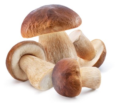 Beyaz arka planda Porcini mantarları. Dosya kırpma yolu içeriyor.