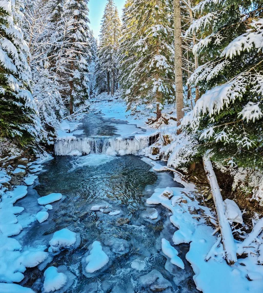 Fir Trees Covered Snow Stream Icy Edge Beautiful Winter Background — Stockfoto