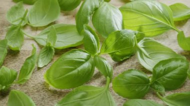 Tahta masadaki taze fesleğen yaprakları çerçevede yavaşça hareket eder. Projeleriniz için güzel baharat arka planınız var. Makro video çekimi.