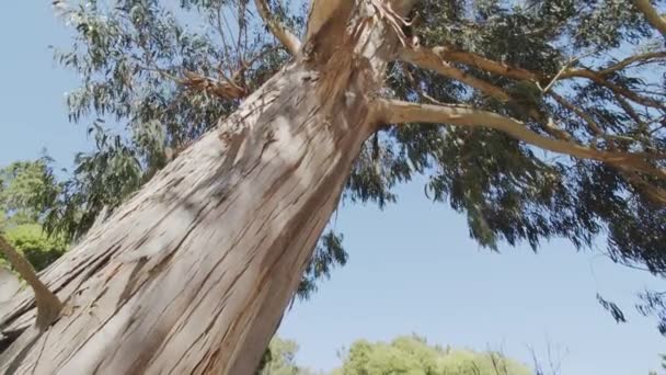 Powolny Ruch Wzdłuż Dużego Drzewa Eukaliptusowego Nakręcony Słoneczny Letni Dzień — Wideo stockowe