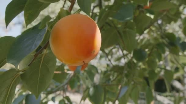 Fruits Kaki Mûrs Sur Kaki Dans Jardin Mouvement Lent Caméra — Video