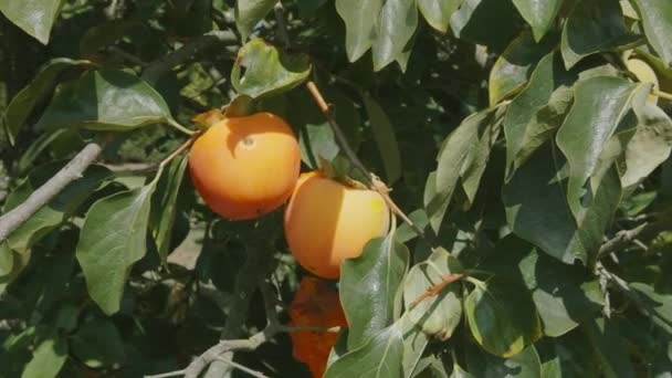 Rijp Persimmon Vruchten Een Persimmon Boom Tuin Langzame Camerabeweging Langs — Stockvideo