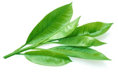 Beyaz arka planda izole edilmiş taze çay yaprakları. Yakın çekim..