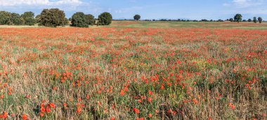 Ufuk çizgisine uzanan yabani gelincikler..